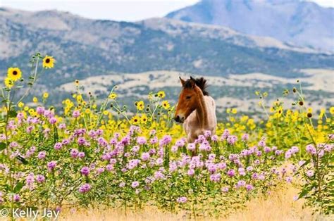 wildflowers and wild horses
